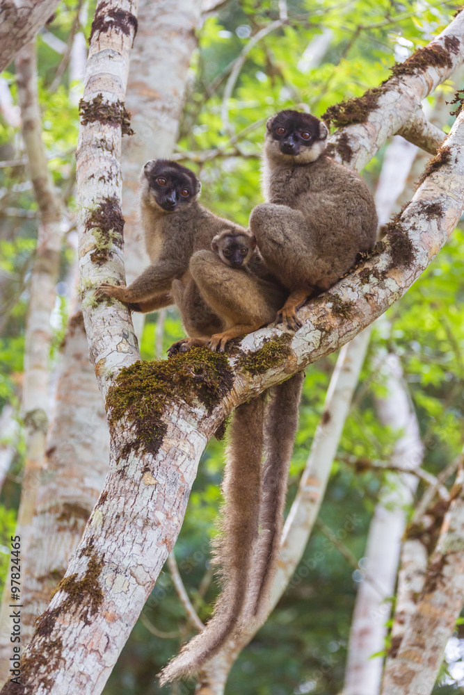 Fototapeta premium Brown lemurs family