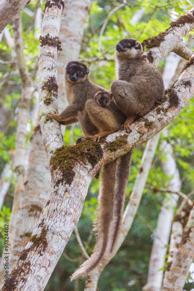 Fototapeta premium Brown lemurs family