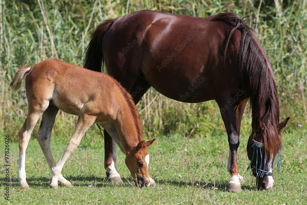 Arabian horses eating green grass green summer pasture Arabian horses eating green grass green summer pasture
