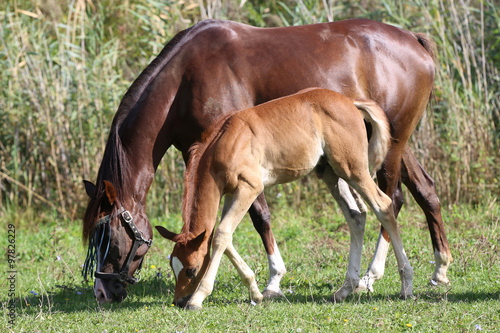 Arabian horses grazing in a meadow summertime