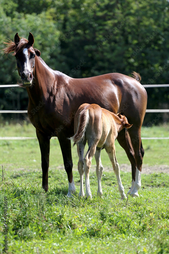 Beautiful mare with her little filly on meadow Beautiful mare with her little filly on meadow