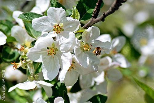Blossoming apple. Bee pollinates flower