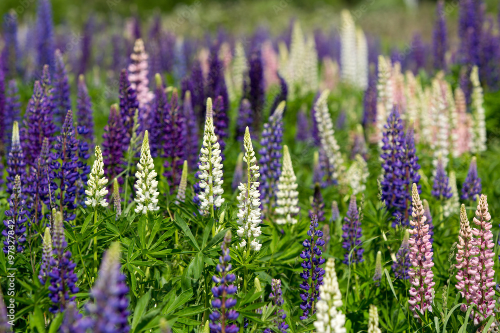 Obraz premium Pink, violet, lilac, blue and white Lupine