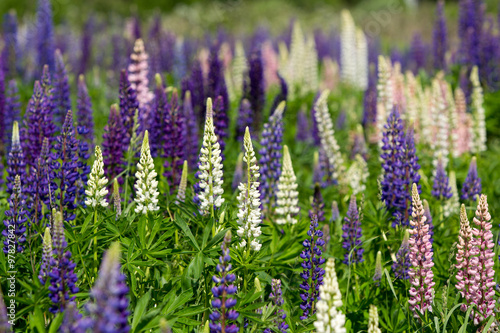 Pink  violet  lilac  blue and white Lupine