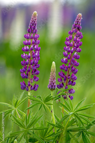Lilac Lupines