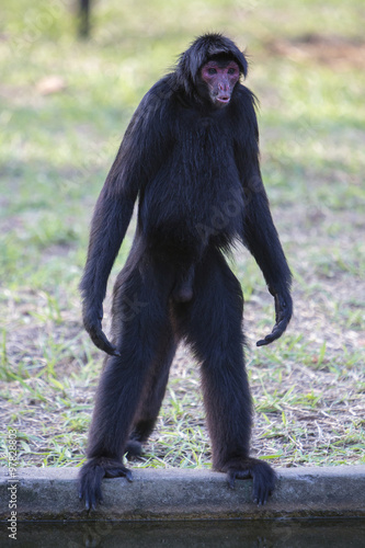 Monkey standing in outdoors park, Manaus, Brazil