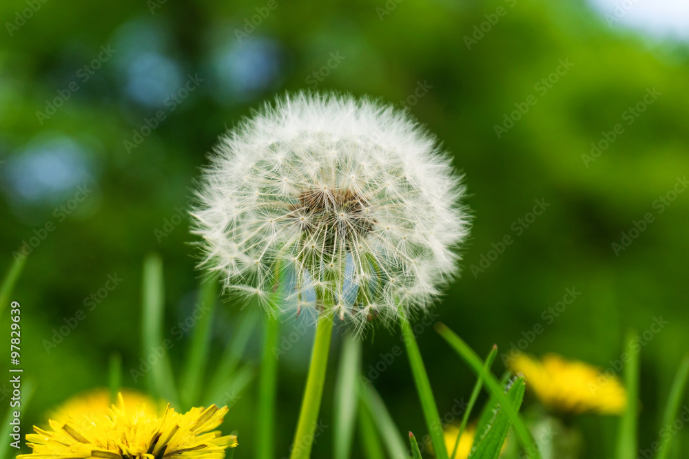 Pusteblume