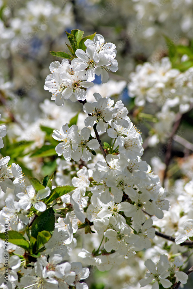 Cherry blossoms Cherry blossoms