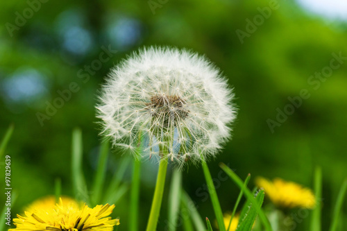 Pusteblume © marcus_hofmann