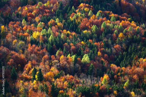 Aerial view of autumn trees in a forest, Salzburg, Austria photo