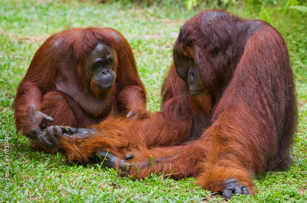 Obraz premium Orangutans are sitting on the ground. Indonesia. The island of Kalimantan (Borneo). An excellent illustration.