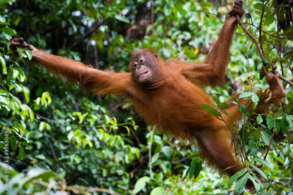 Fototapeta premium Orangutan in the wild. Indonesia. The island of Kalimantan (Borneo). An excellent illustration.