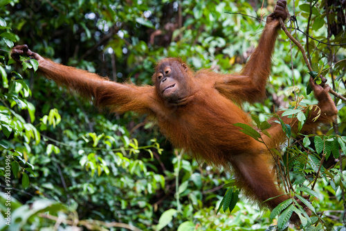 Orangutan in the wild. Indonesia. The island of Kalimantan (Borneo). An excellent illustration. © gudkovandrey
