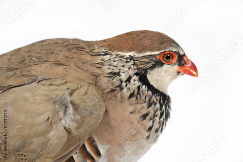 Red-legged partridge snuggled, on white background. Wildlife studio portrait.