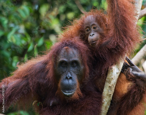 The female of the orangutan with a baby in a tree. Indonesia. The island of Kalimantan (Borneo). An excellent illustration. © gudkovandrey