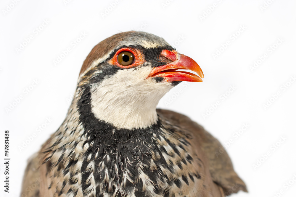 Portrait of a red-legged partridge, on white background. Wildlife studio portrait. Portrait of a red-legged partridge, on white background. Wildlife studio portrait.