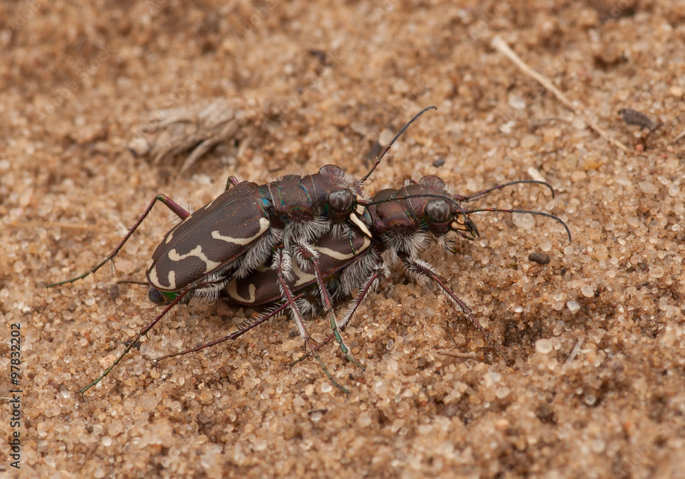 Mating Oblique-lined Tiger Beetles Mating Oblique-lined Tiger Beetles