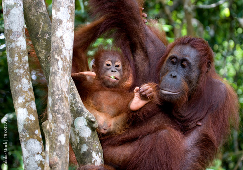 Female orangutan with a baby in the wild. Indonesia. The island of Kalimantan (Borneo). An excellent illustration.