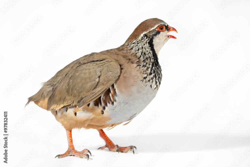 Red-legged partridge on a white background. Wildlife studio portrait. Red-legged partridge on a white background. Wildlife studio portrait.