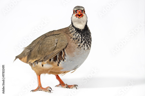 Red-legged partridge on white background  looking to camera. Wildlife studio portrait.