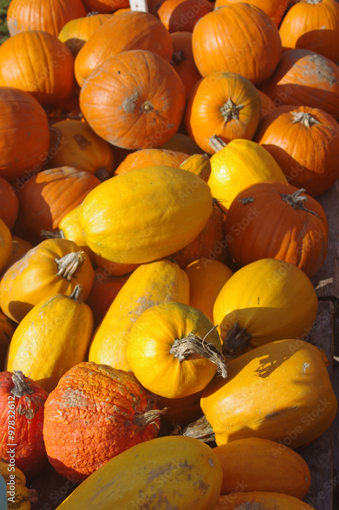 a pile of different fall squash a pile of different fall squash