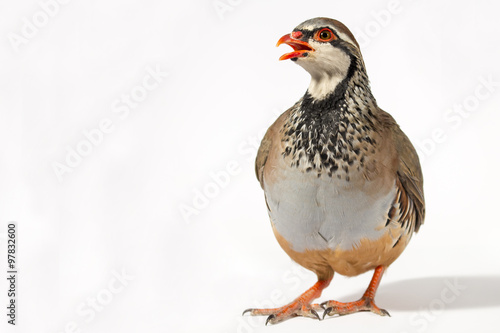 Wildlife studio portrait: Red-legged partridge on white background, with blank space at left