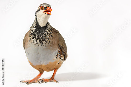 Wildlife studio portrait: Red-legged partridge on white background, with blank space at right.