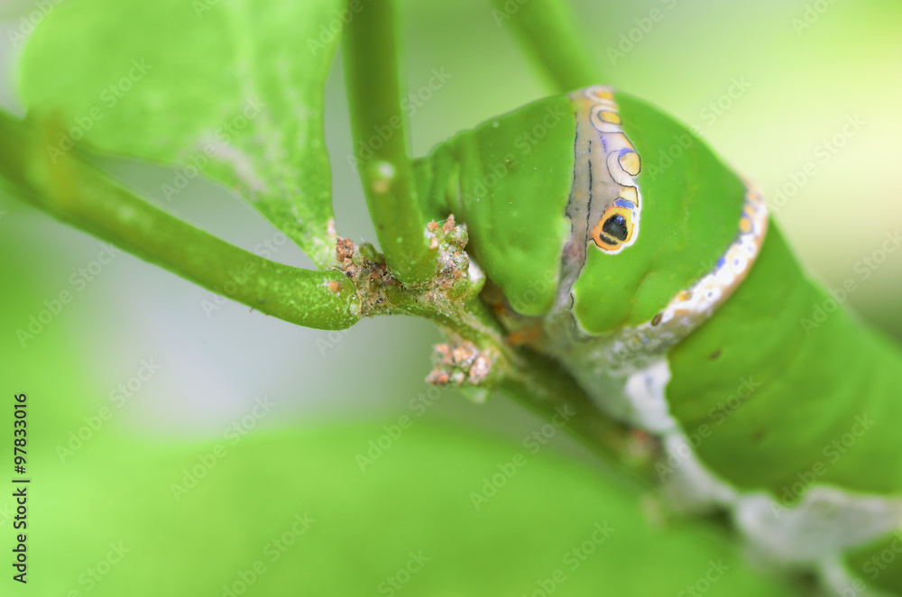 caterpillar caterpillar