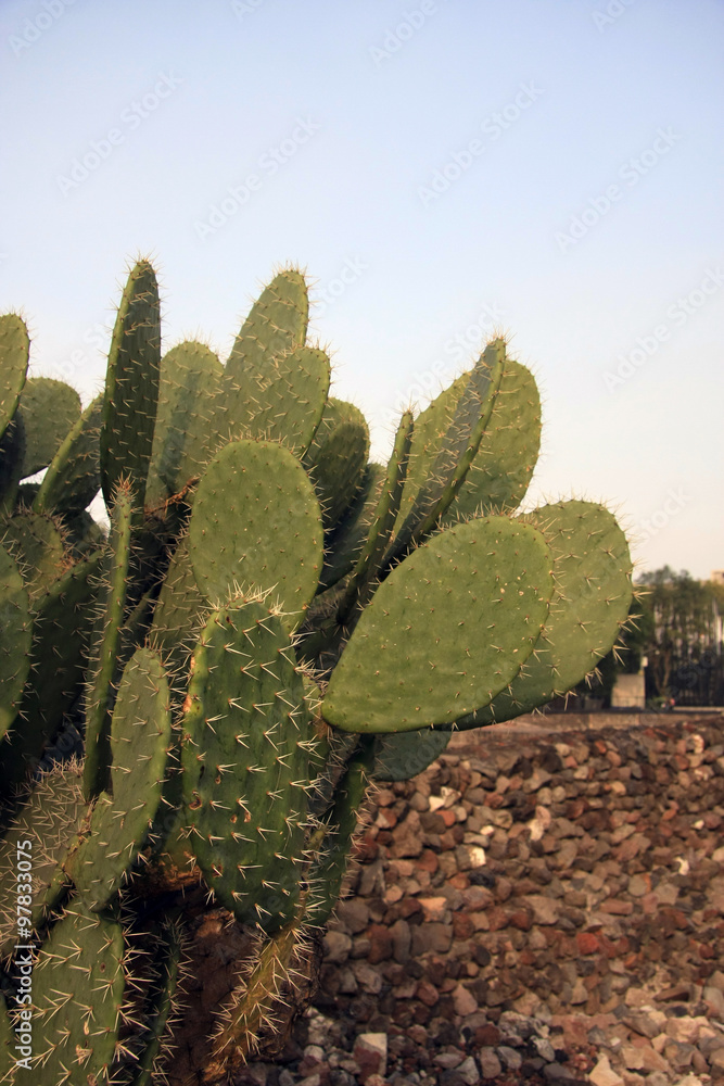 Cactus plant next to old ruined wall & blue sky Cactus plant next to old ruined wall & blue sky