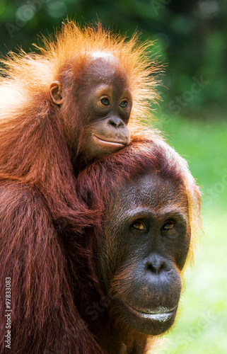 Portrait of a female orangutan with a baby in the wild. Indonesia. The island of Kalimantan (Borneo). An excellent illustration.