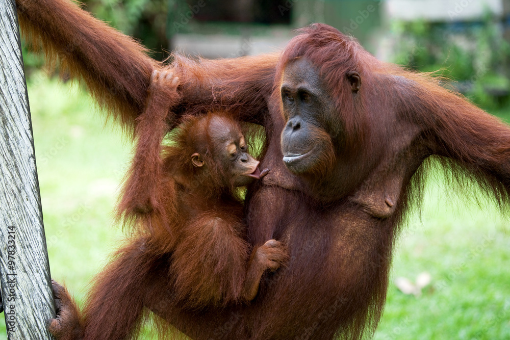 Portrait of a female orangutan with a baby in the wild. Indonesia. The island of Kalimantan (Borneo). An excellent illustration. Portrait of a female orangutan with a baby in the wild. Indonesia. The island of Kalimantan (Borneo). An excellent illustration.