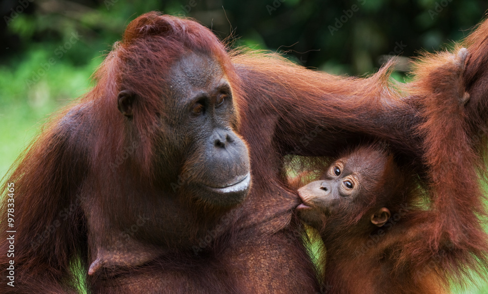 Portrait of a female orangutan with a baby in the wild. Indonesia. The island of Kalimantan (Borneo). An excellent illustration. Portrait of a female orangutan with a baby in the wild. Indonesia. The island of Kalimantan (Borneo). An excellent illustration.