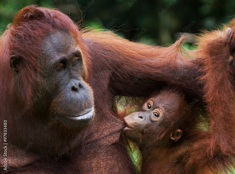 Portrait of a female orangutan with a baby in the wild. Indonesia. The island of Kalimantan (Borneo). An excellent illustration. Portrait of a female orangutan with a baby in the wild. Indonesia. The island of Kalimantan (Borneo). An excellent illustration.