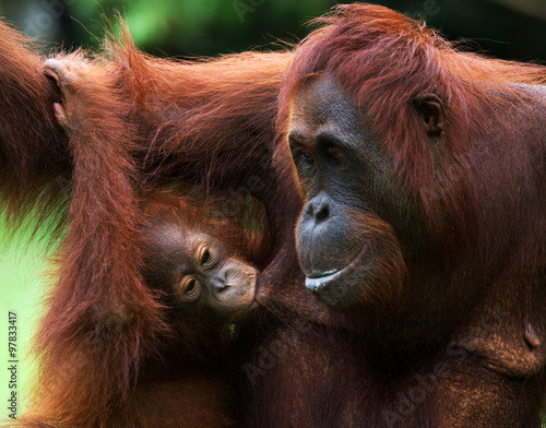 Portrait of a female orangutan with a baby in the wild. Indonesia. The island of Kalimantan (Borneo). An excellent illustration.
