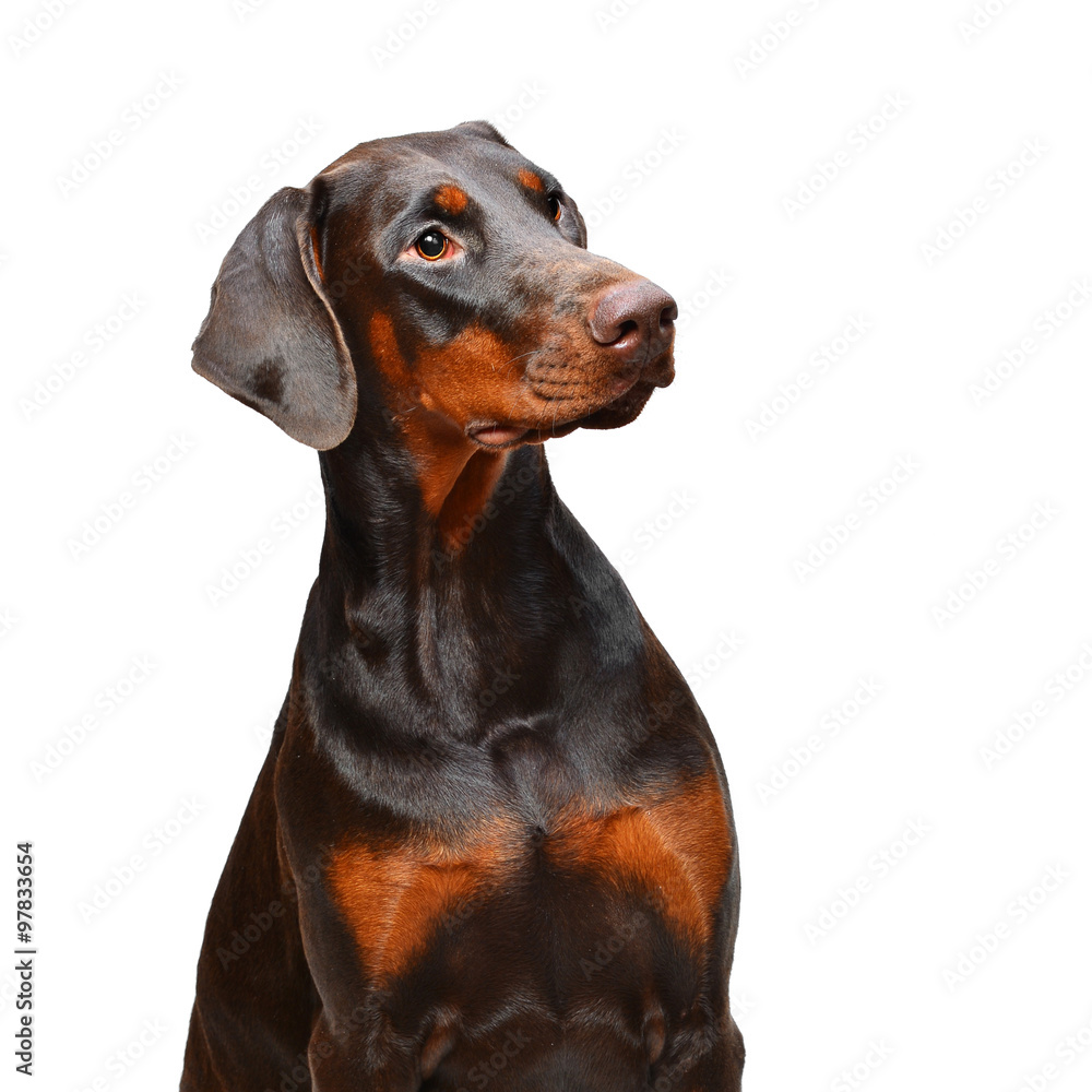 Portrait of brown doberman on the white background