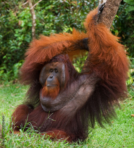 Dominant male orangutan sitting on the ground. Indonesia. The island of Kalimantan (Borneo). An excellent illustration.