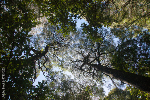 Treetops in the Great Otway national park in New South Wales  Au