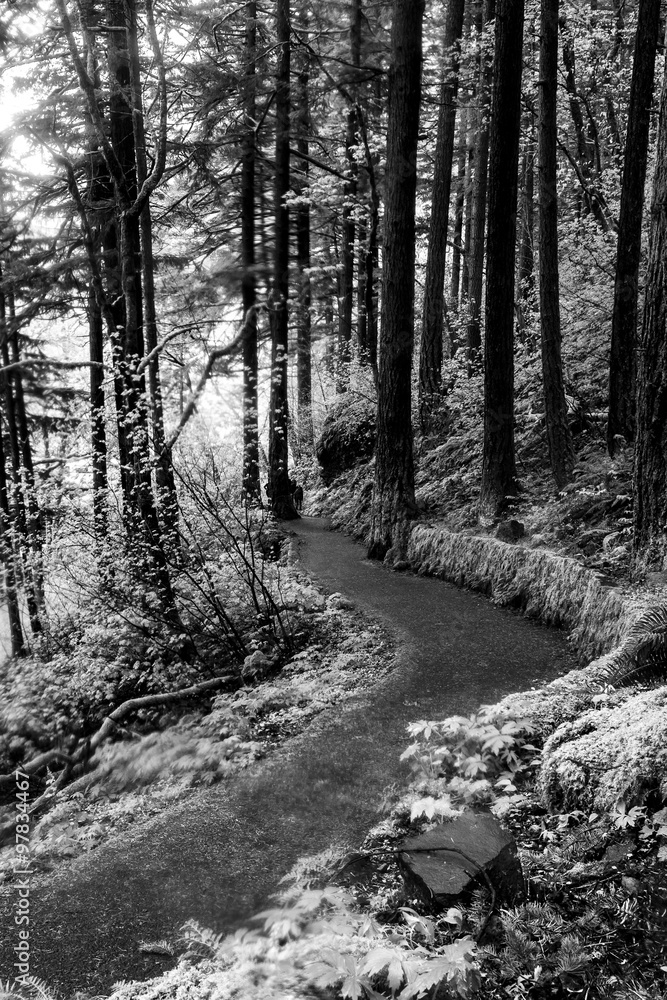 Fototapeta premium Scenic Trail in Columbia River Gorge, Oregon