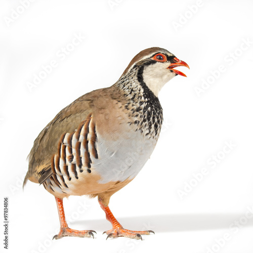 Wildbird studio portrait: Red-legged partridge, on white background.