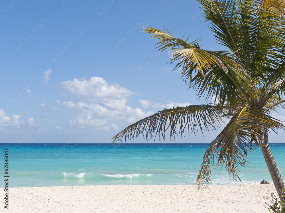 Palm tree on caribbean white sand beach