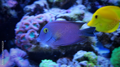 Kole yellow eye tang (Ctenochaetus strigosus)