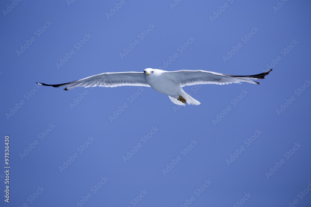 Fototapeta premium Chasing bird for prey over Marmara sea in Istanbul city,Turkey