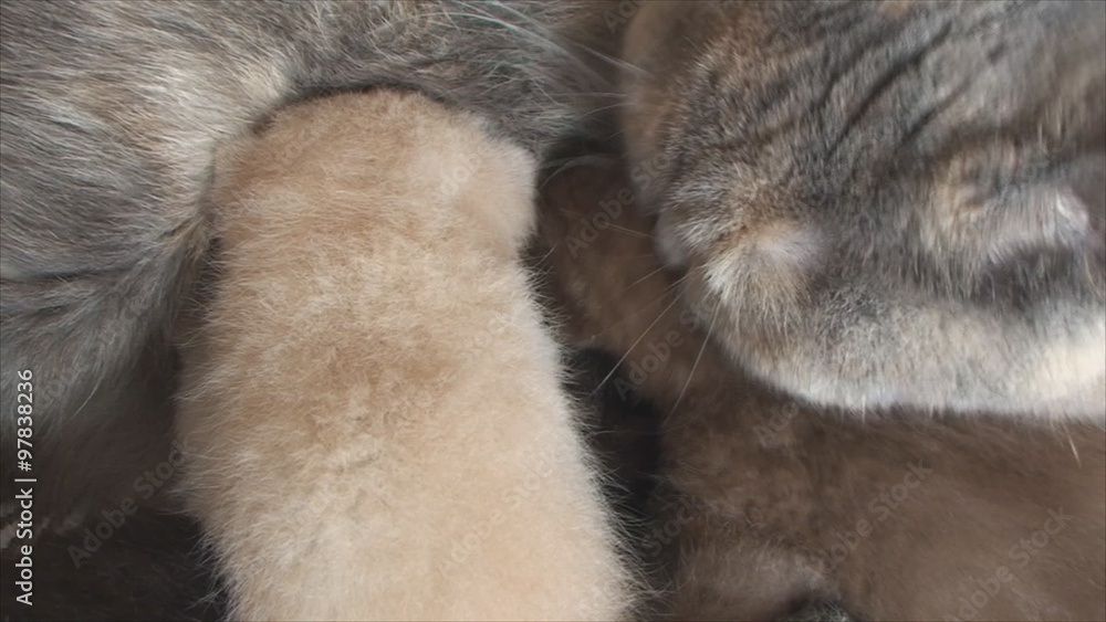 British cat feeds and washes her kittens British cat feeds and washes her kittens