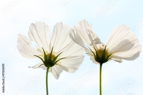 Flowers in the sun