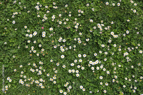 Fototapeta Naklejka Na Ścianę i Meble -  daisies in clover, floral background