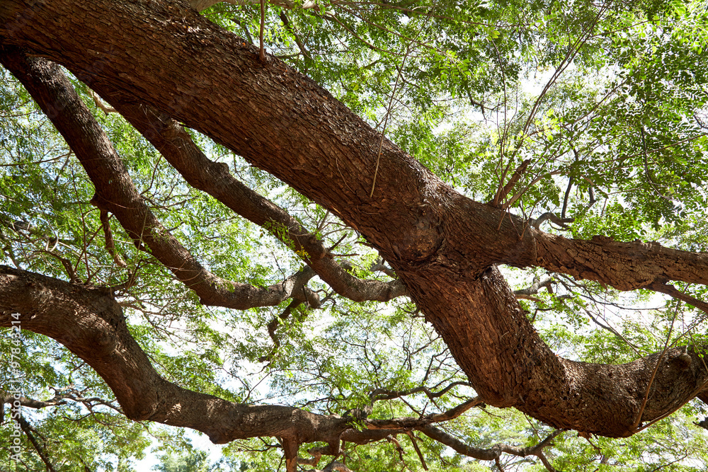 Obraz premium Under big green tree, garden