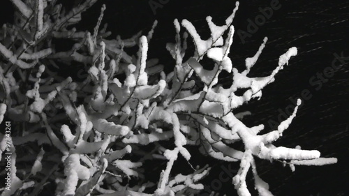 Beautiful video of snow falling on the branches of trees