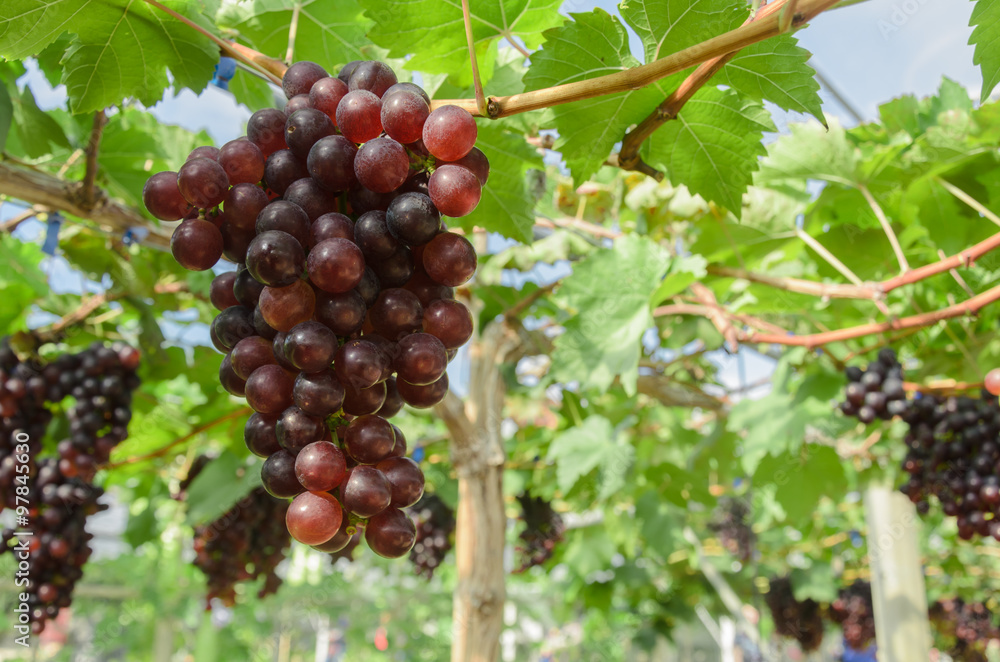 Ripening red grapes in countryside vineyard for red wine,Thailan