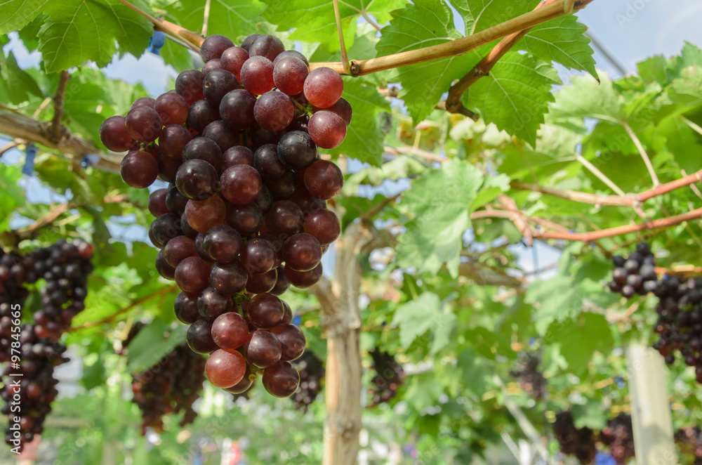 Ripening red grapes in countryside vineyard for red wine,Thailan