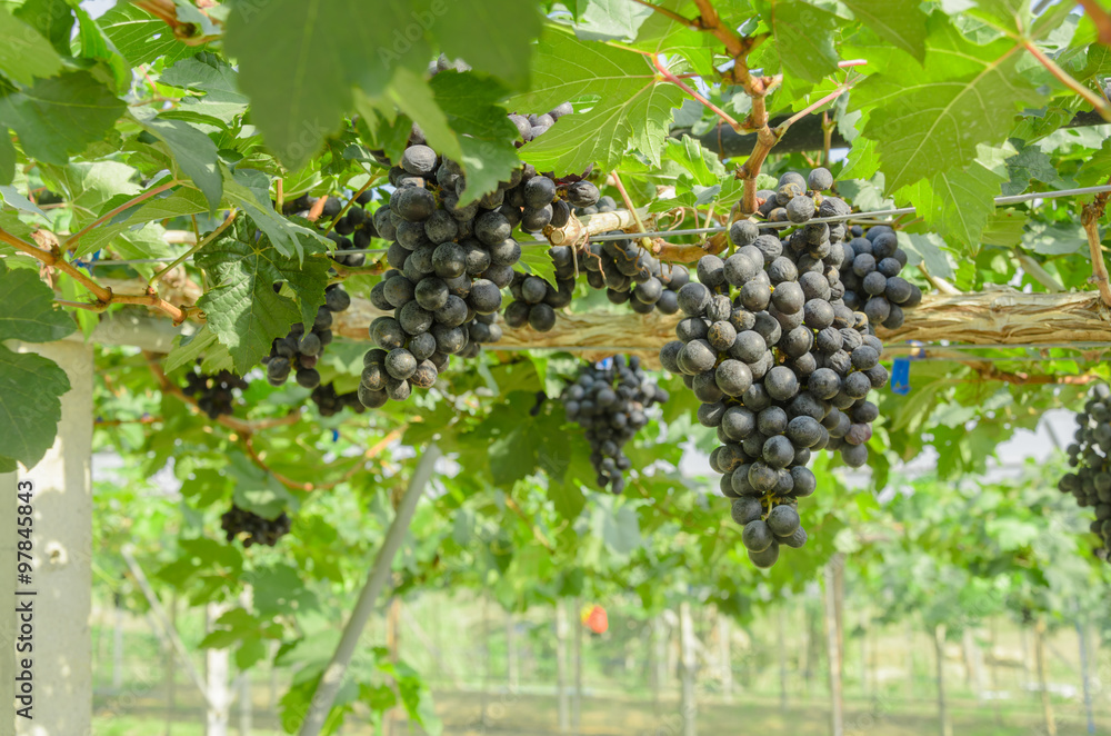 Ripening red grapes in countryside vineyard for red wine,Thailan